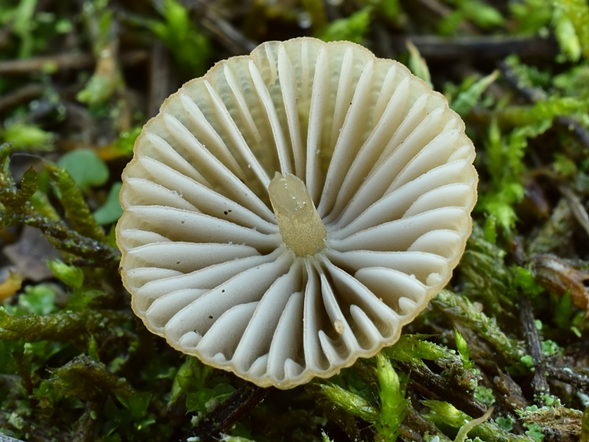 Mycena olivaceomarginata