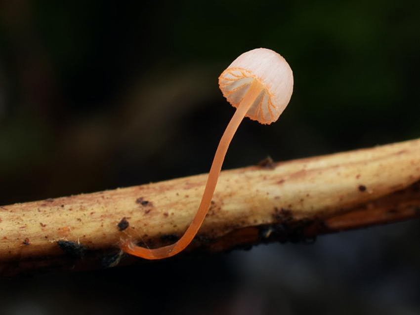 Mycena pterigena