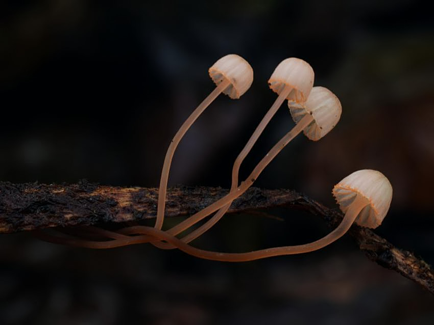 Mycena pterigena