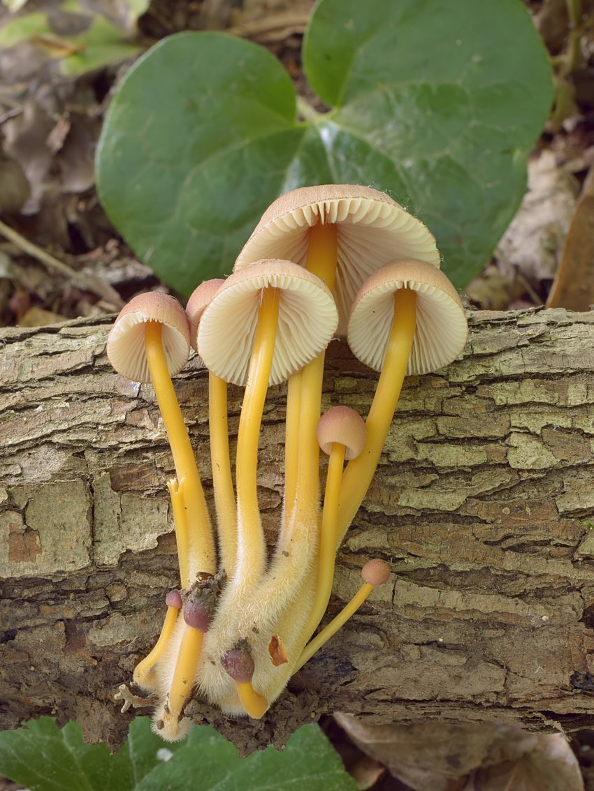 Mycena renati