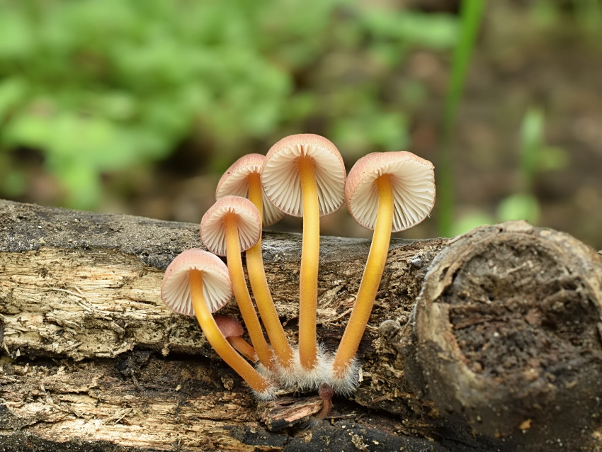 Mycena renati