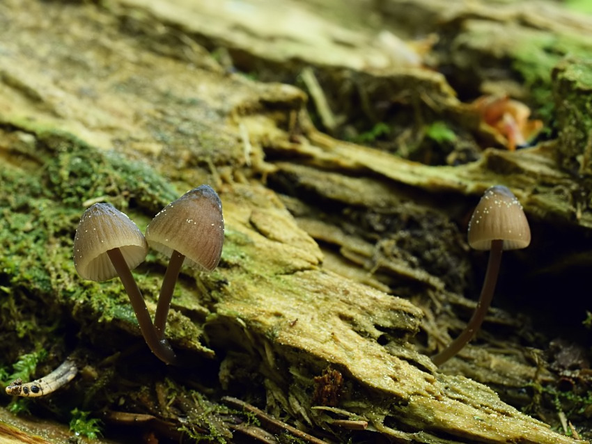 Mycena silvae-nigrae