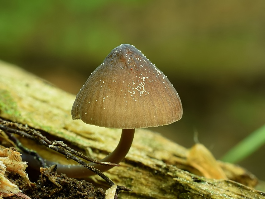 Mycena silvae-nigrae