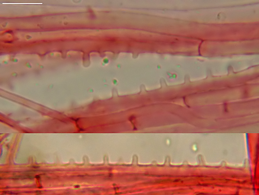 Mycena silvae-nigrae