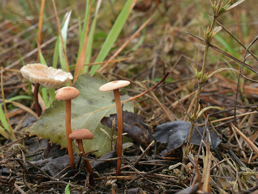 Mycetinis scorodonius