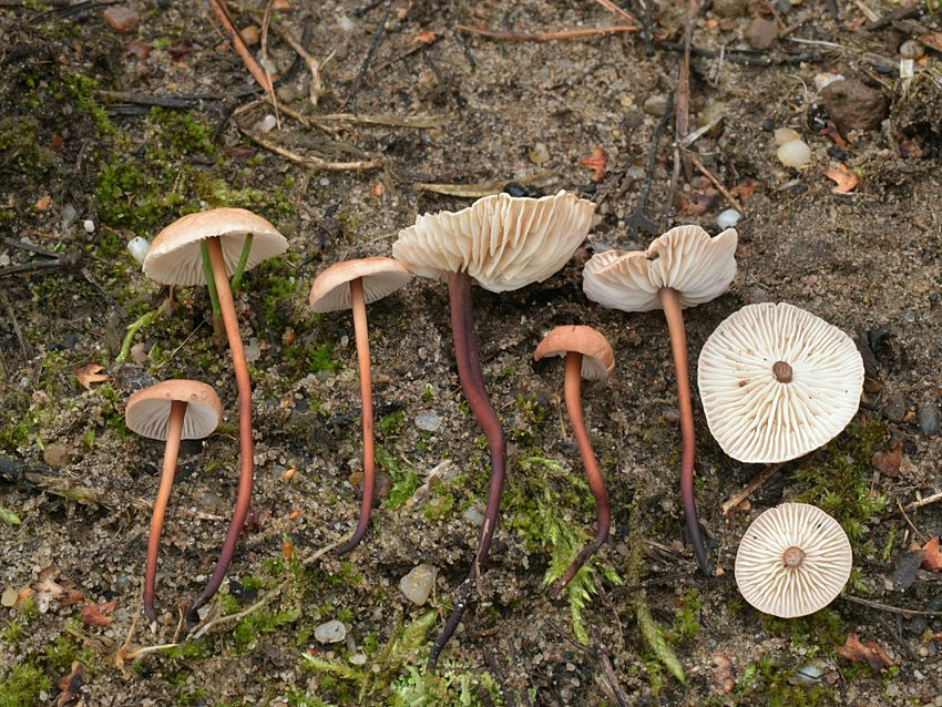 Mycetinis scorodonius