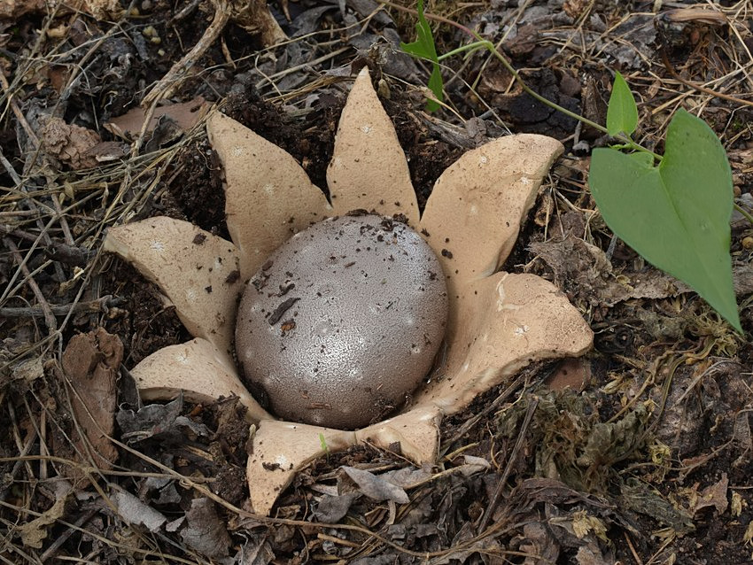 Myriostoma coliforme