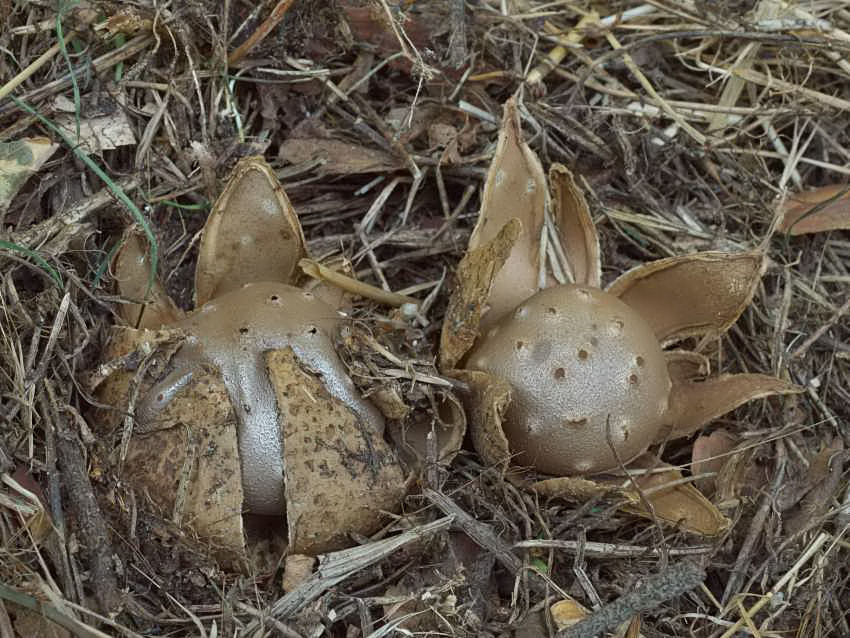Myriostoma coliforme