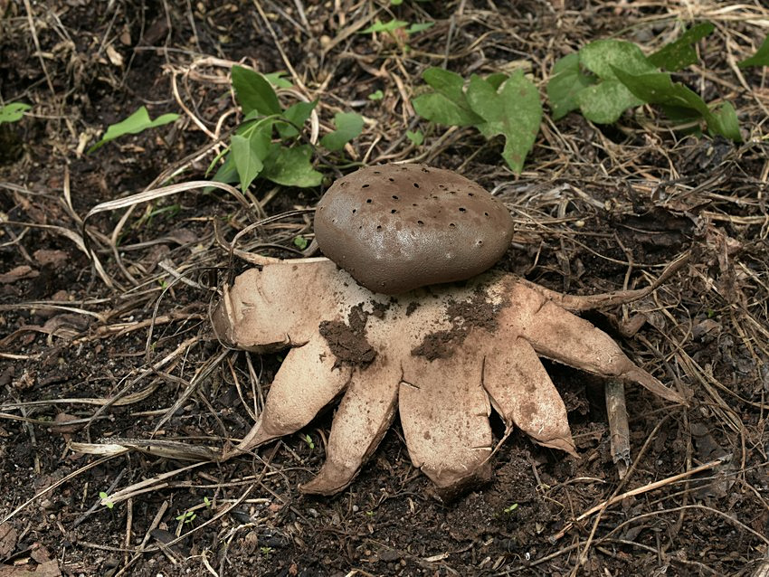 Myriostoma coliforme