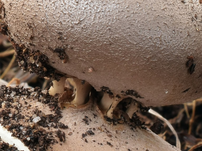 Myriostoma coliforme