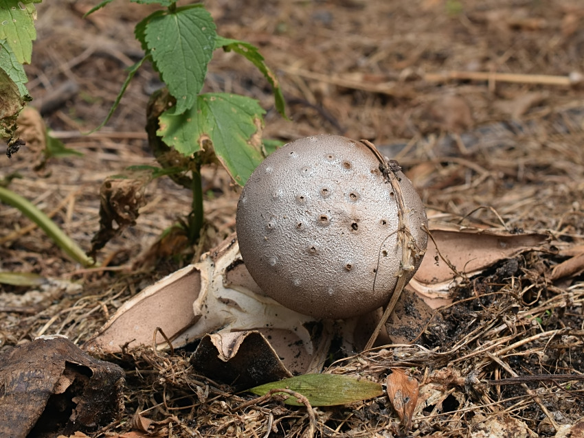 Myriostoma coliforme