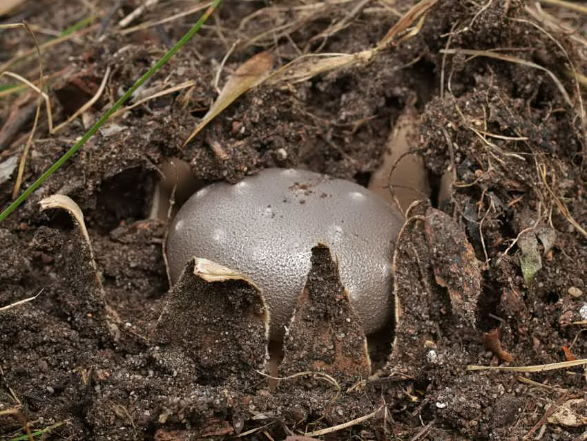 Myriostoma coliforme