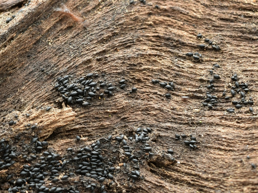 Mytilinidion rhenanum