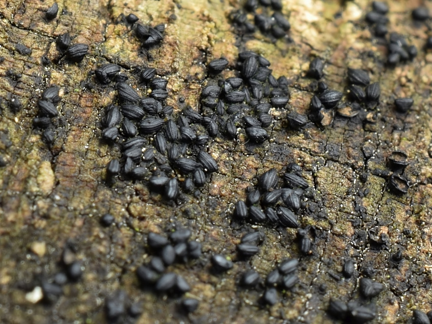 Mytilinidion rhenanum