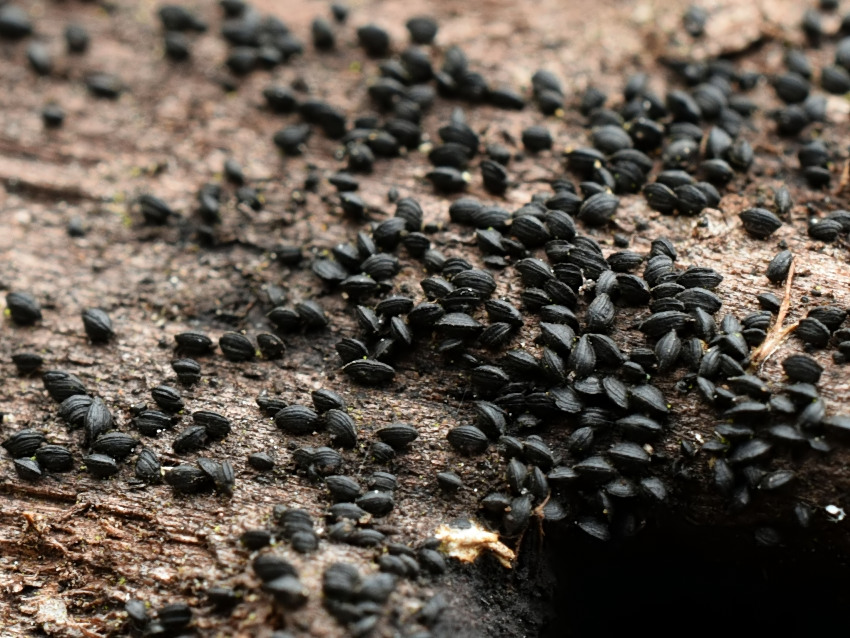 Mytilinidion rhenanum