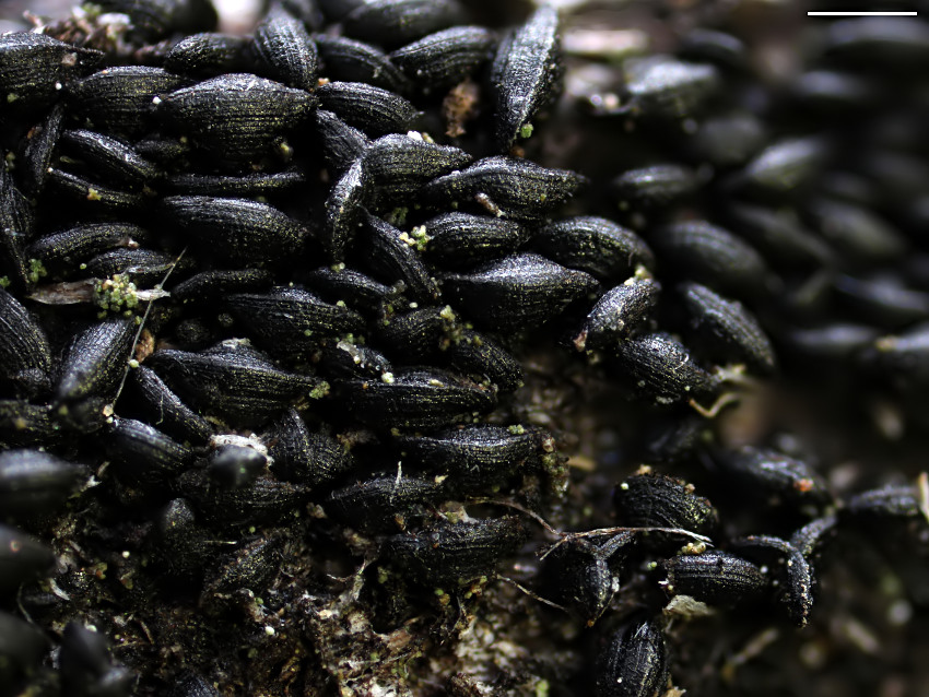 Mytilinidion rhenanum