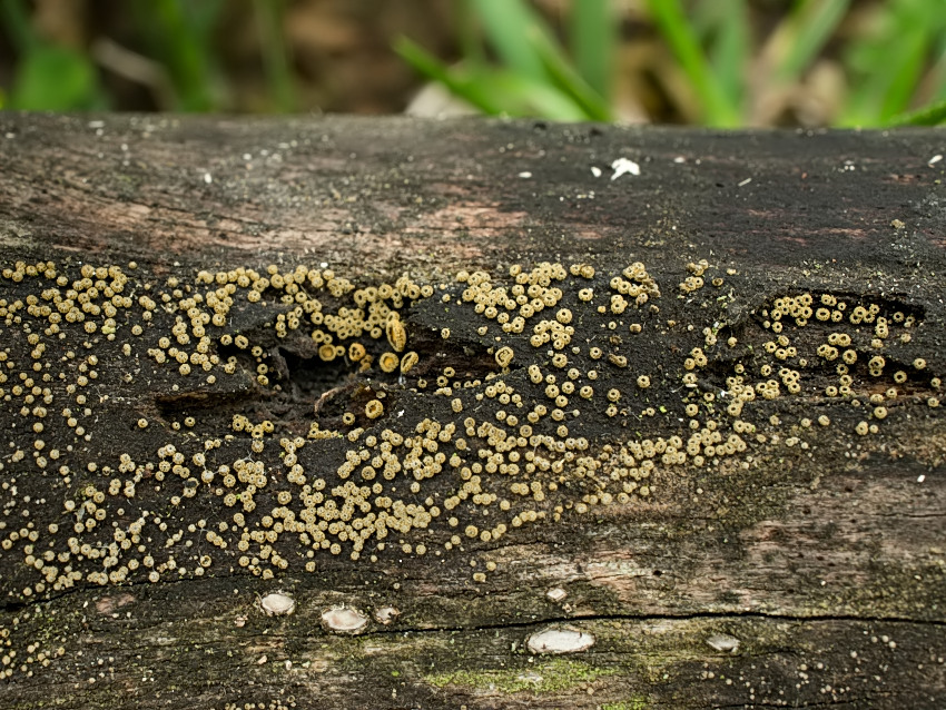 Neodasyscypha cerina