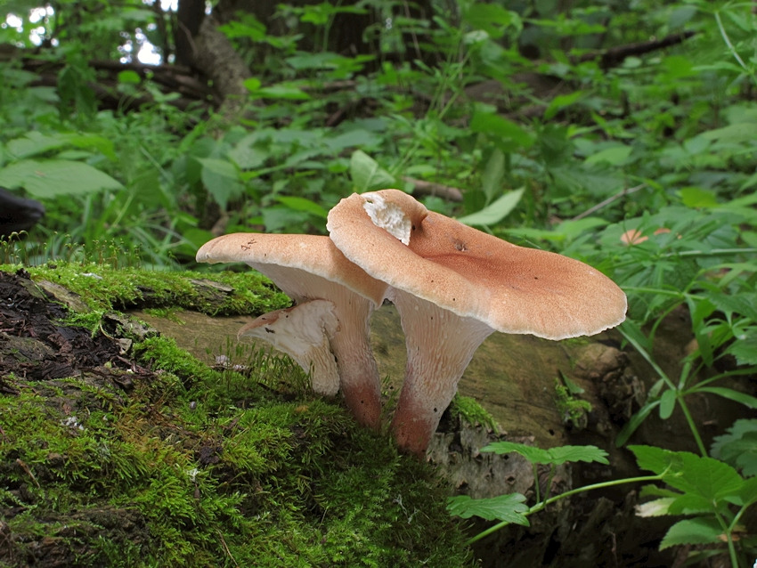 Neolentinus cyathiformis