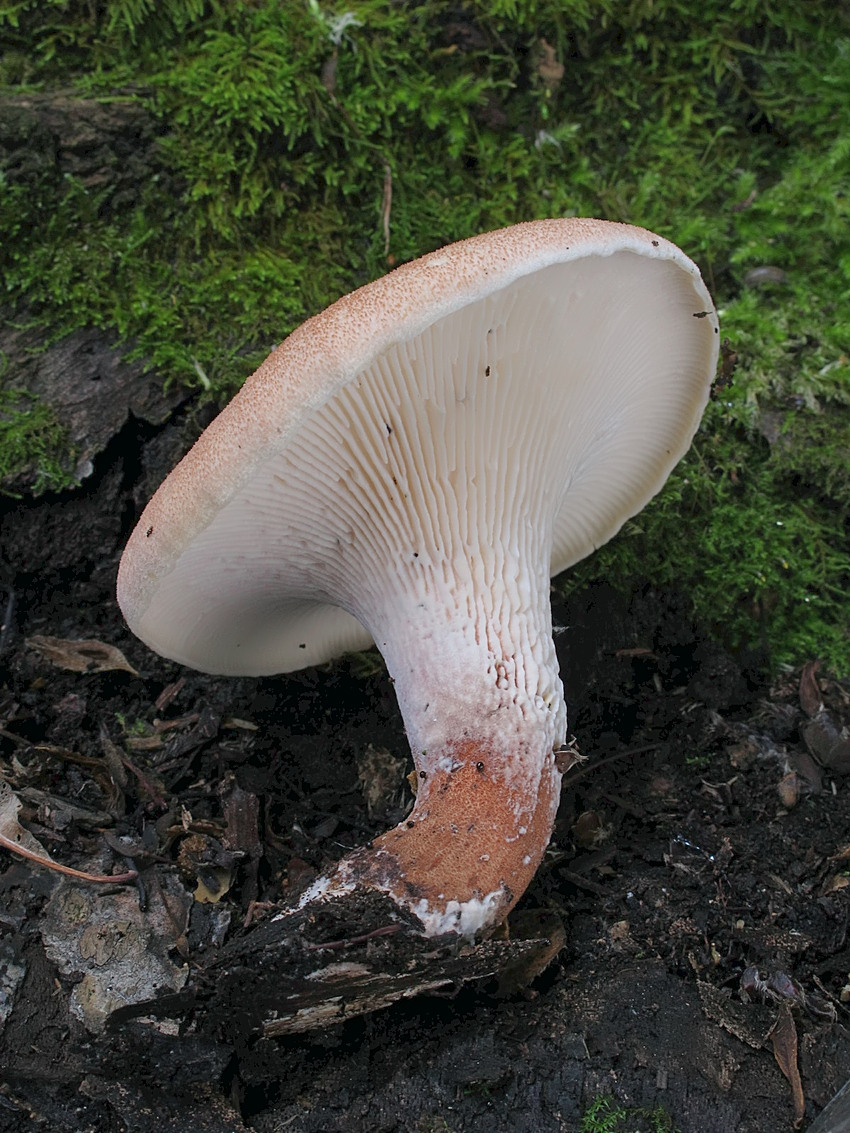 Neolentinus cyathiformis