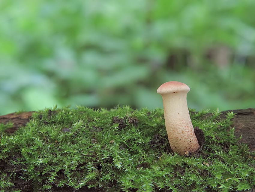 Neolentinus cyathiformis