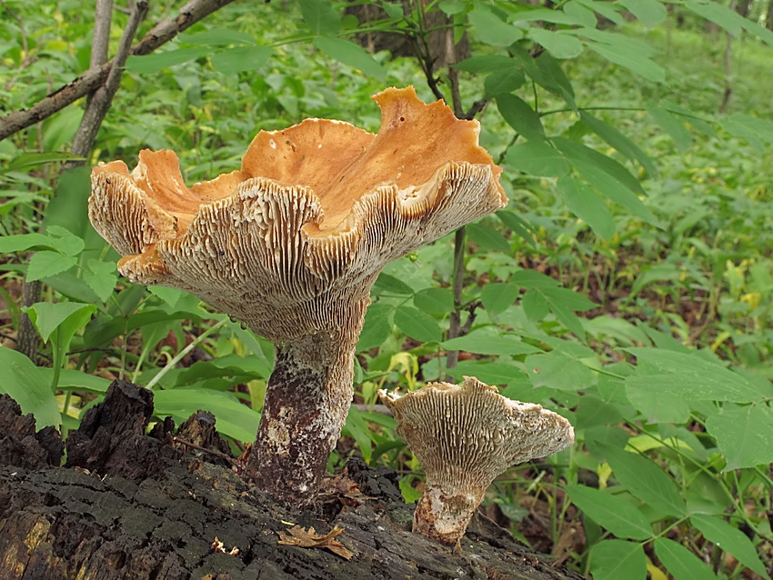 Neolentinus cyathiformis