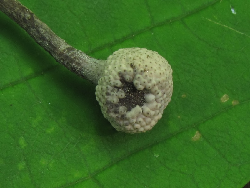 Ophiocordyceps entomorrhiza