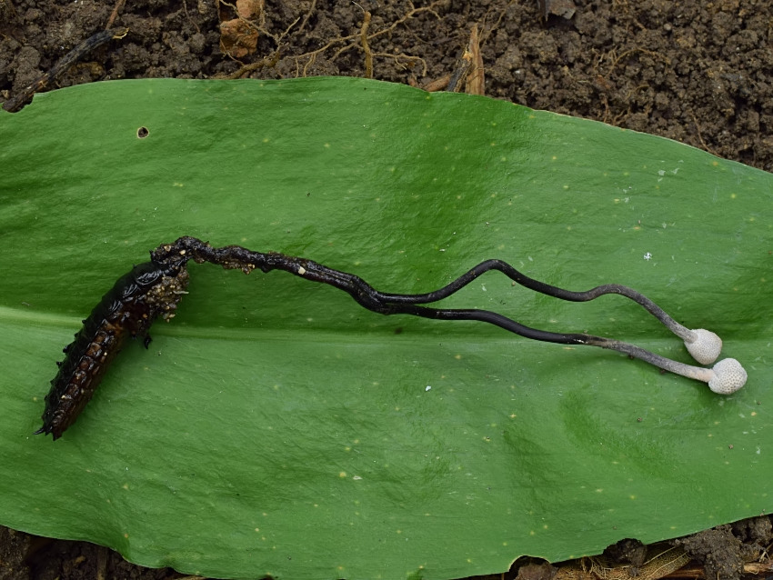 Ophiocordyceps entomorrhiza