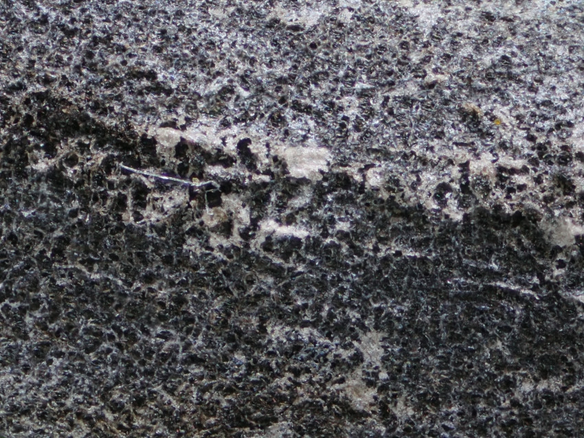 Ophiocordyceps entomorrhiza