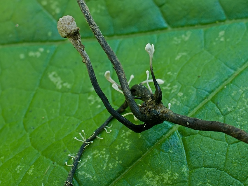 Ophiocordyceps entomorrhiza