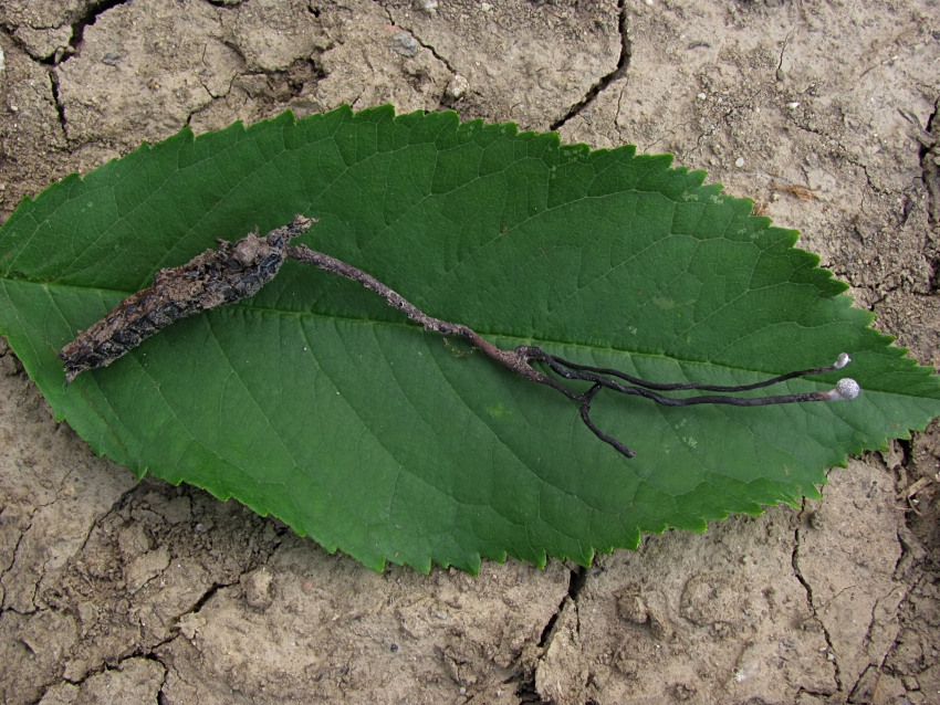 Ophiocordyceps entomorrhiza