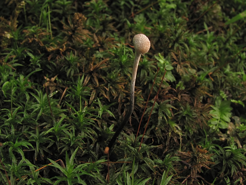 Ophiocordyceps entomorrhiza