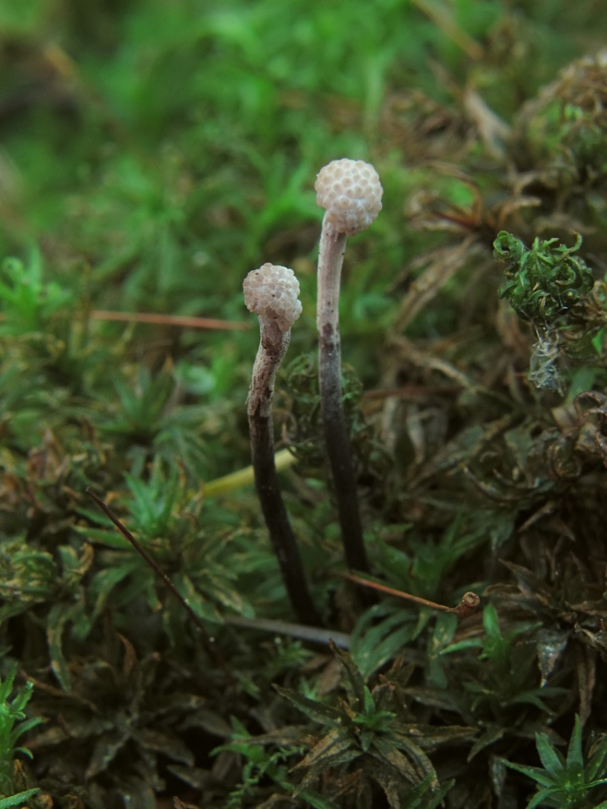 Ophiocordyceps entomorrhiza