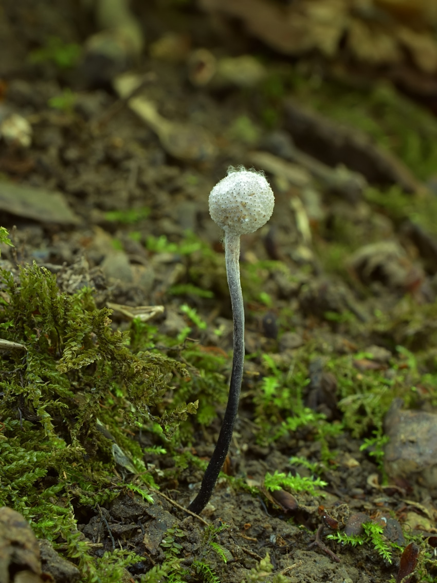 Ophiocordyceps entomorrhiza