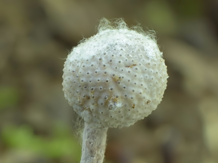 Ophiocordyceps entomorrhiza