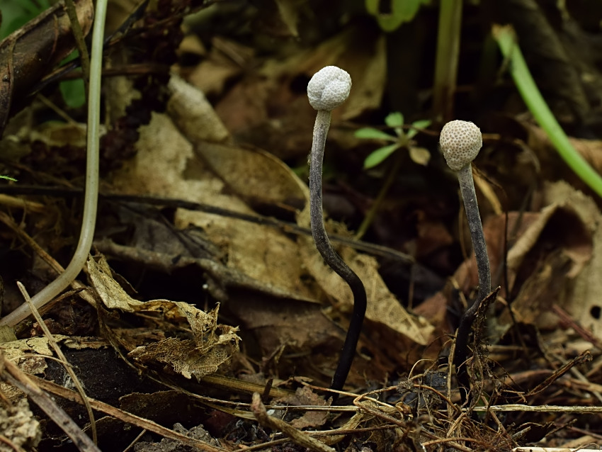 Ophiocordyceps entomorrhiza