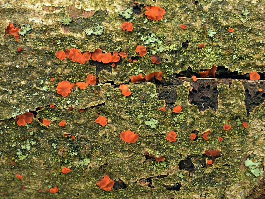 Orbilia aurantiorubra