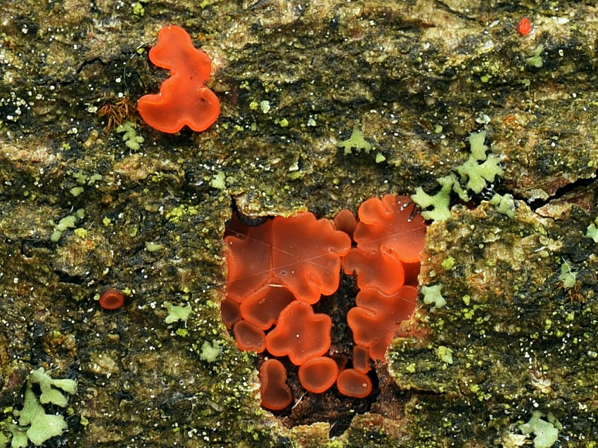 Orbilia aurantiorubra