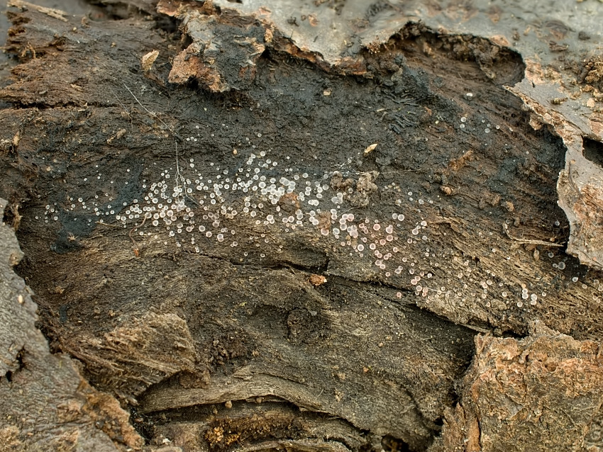 Orbilia crenatomarginata