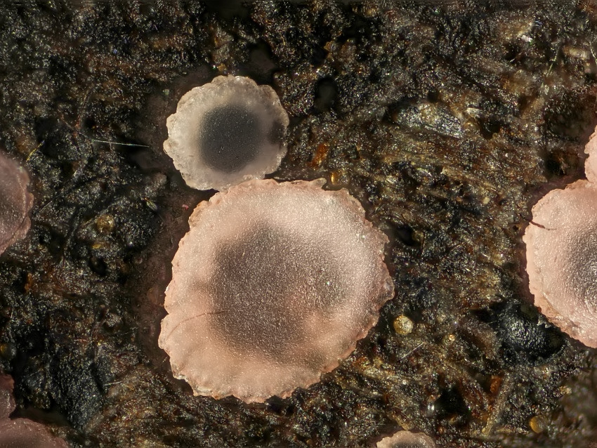 Orbilia crenatomarginata