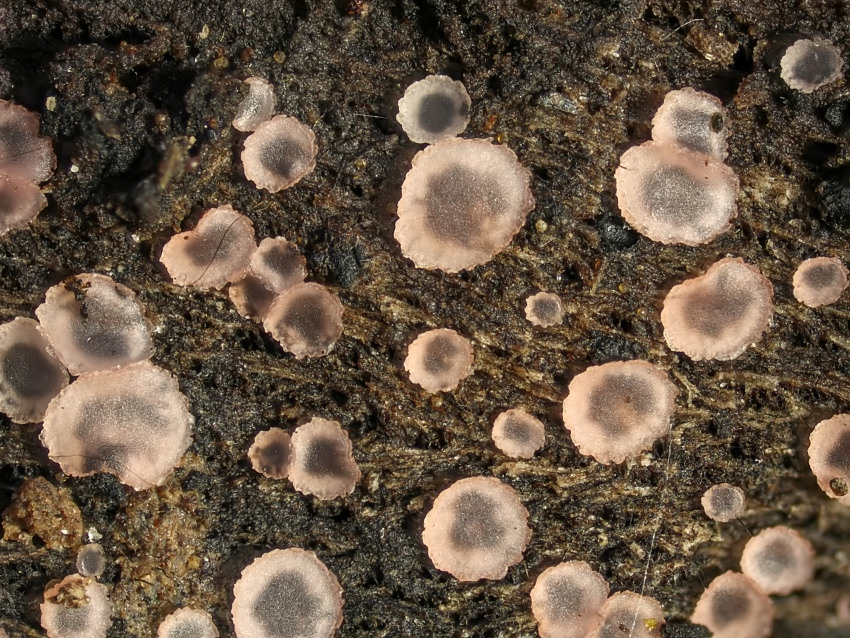 Orbilia crenatomarginata