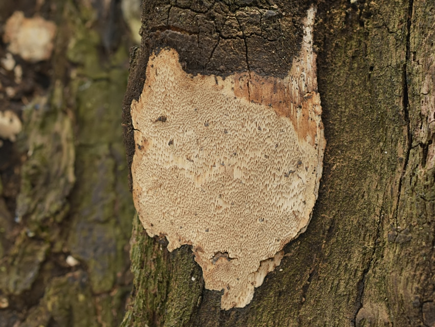 Perenniporia medulla-panis