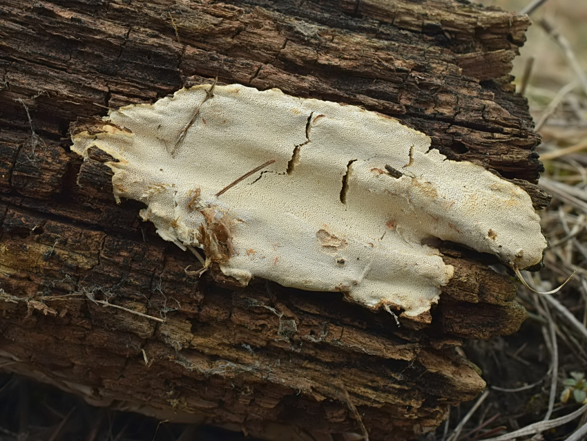 Perenniporia medulla-panis