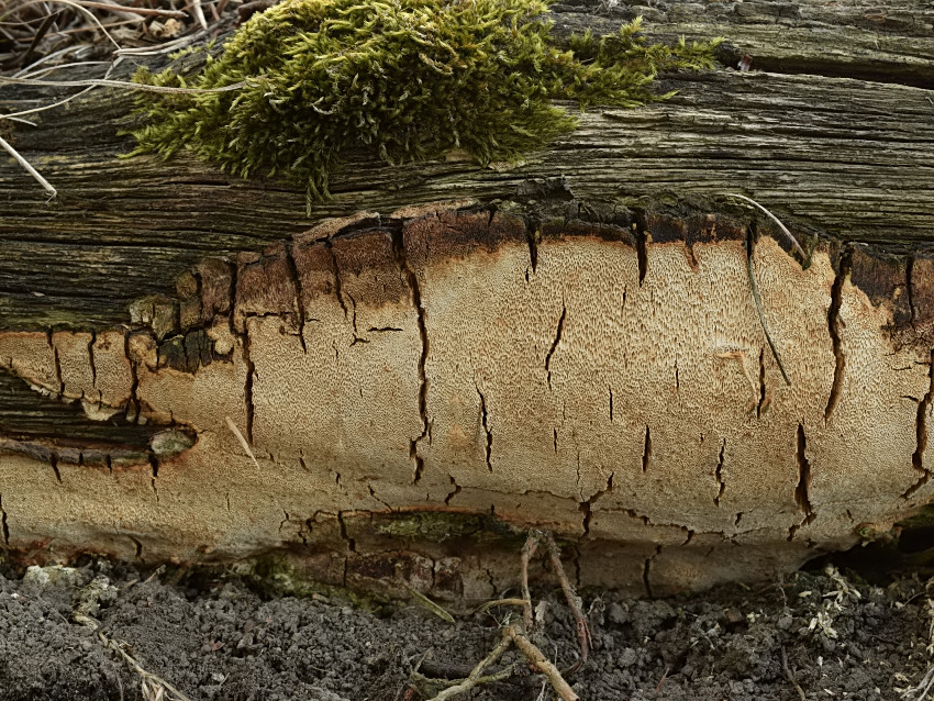 Perenniporia medulla-panis
