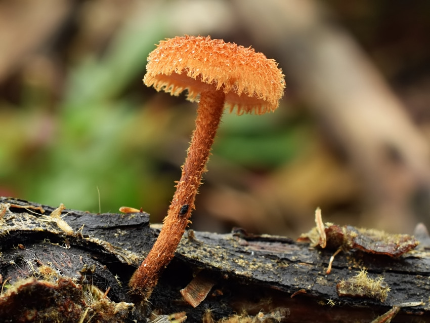 Phaeomarasmius erinaceus