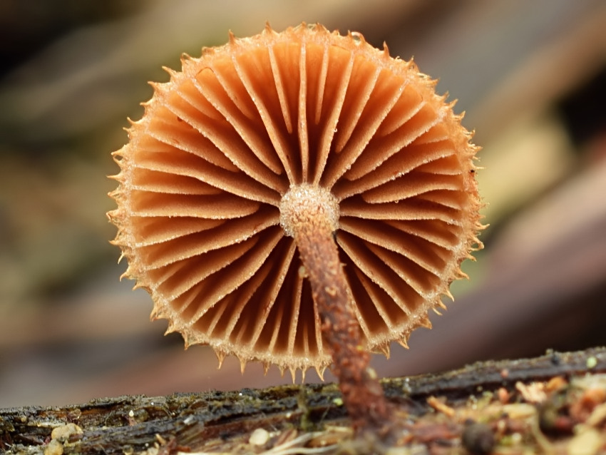 Phaeomarasmius erinaceus