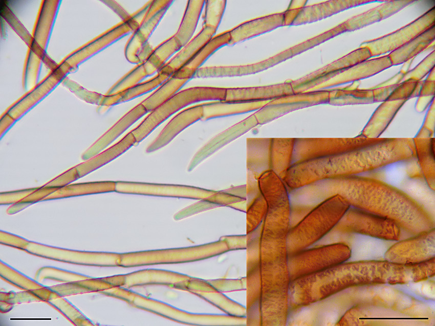 Phaeomarasmius erinaceus