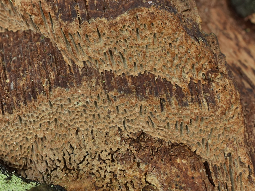 Phellinus contiguus