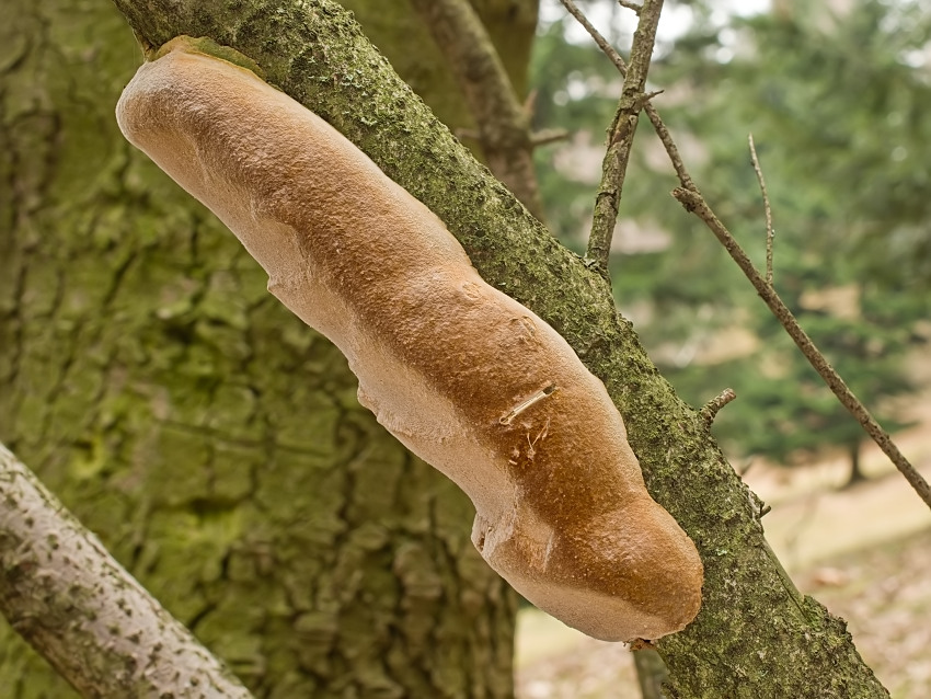Phellinus hartigii