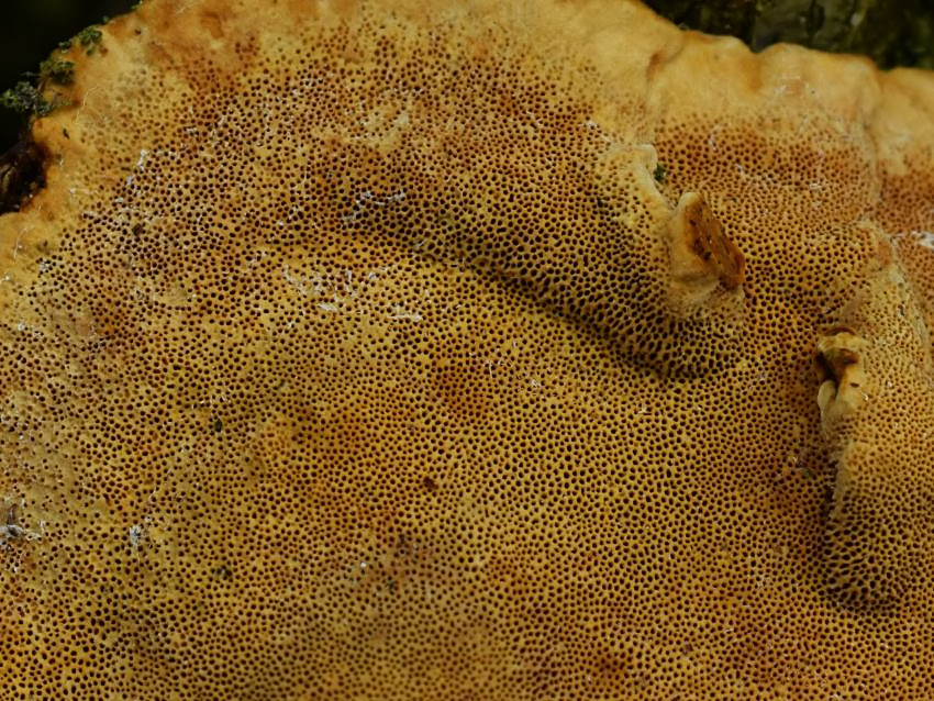 Phylloporia ribis