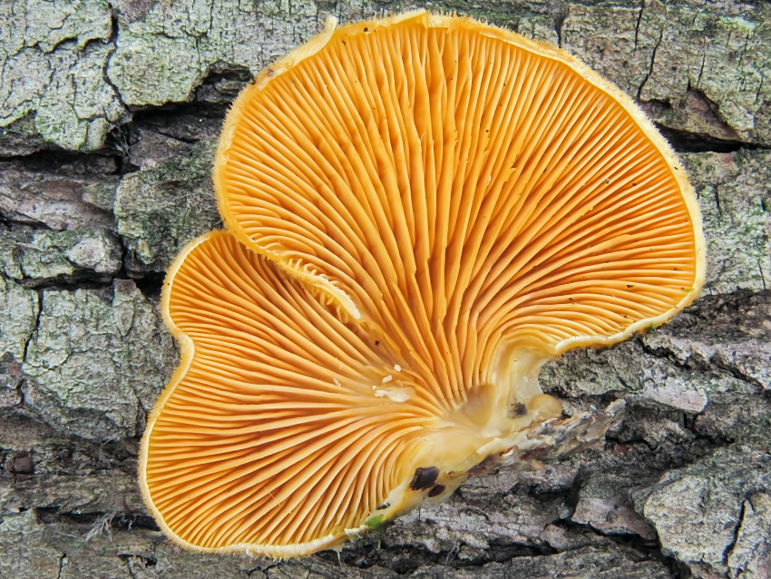 Phyllotopsis nidulans